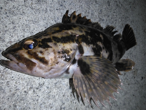 タケノコメバルの釣果