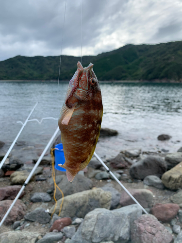 ホシササノハベラの釣果