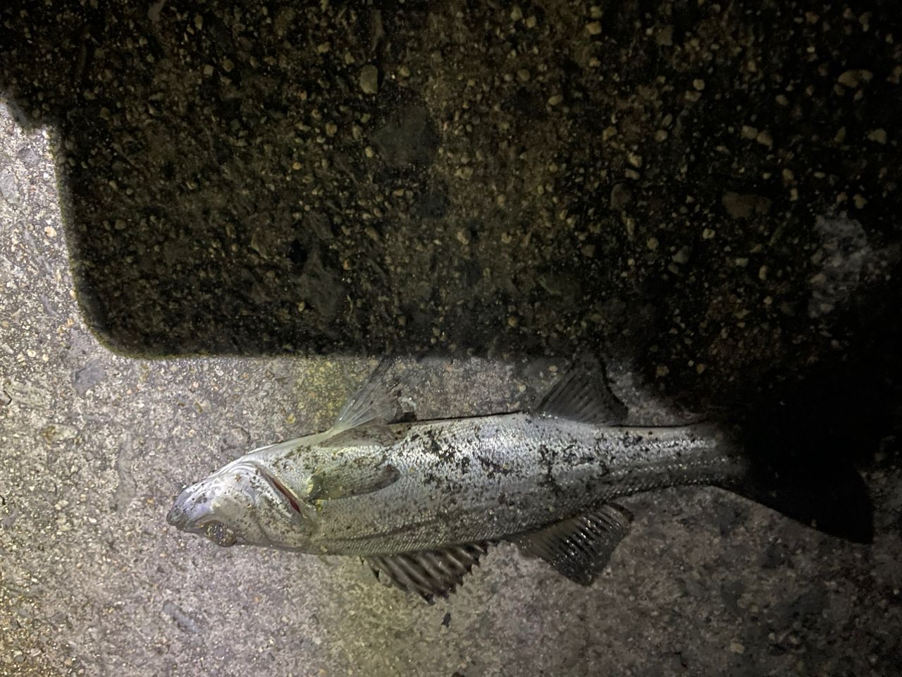 セイゴ（ヒラスズキ）