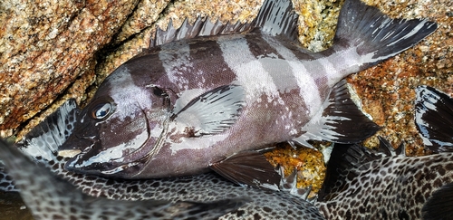 イシダイの釣果