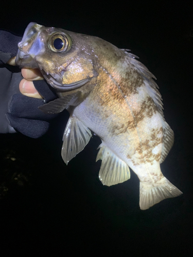 メバルの釣果