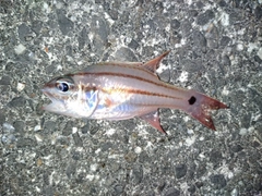 オオスジイシモチの釣果