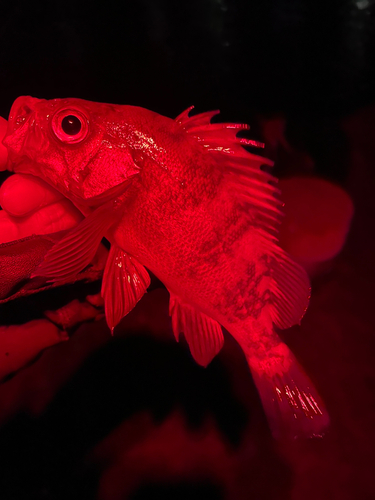 メバルの釣果