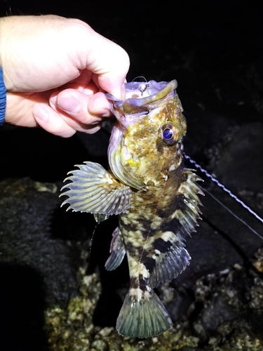 カサゴの釣果