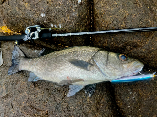 ヒラスズキの釣果