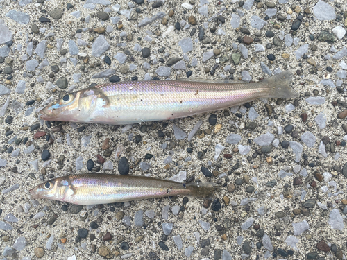 シロギスの釣果