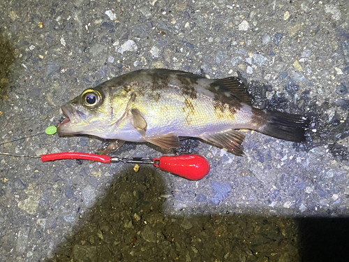 シロメバルの釣果