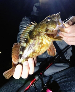 カサゴの釣果