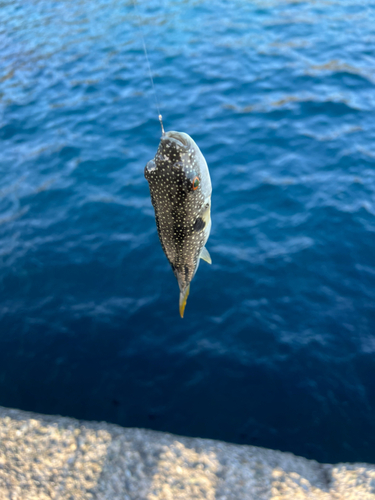 フグの釣果