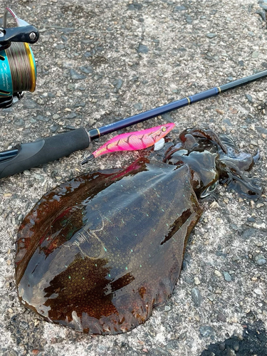 アオリイカの釣果