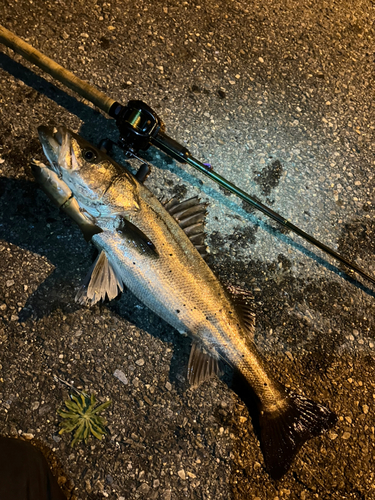 シーバスの釣果