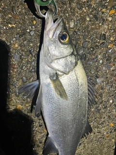 ヒラスズキの釣果