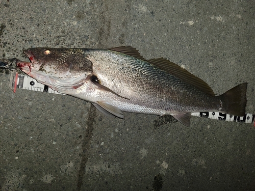 オオニベの釣果