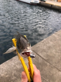 イシモチの釣果