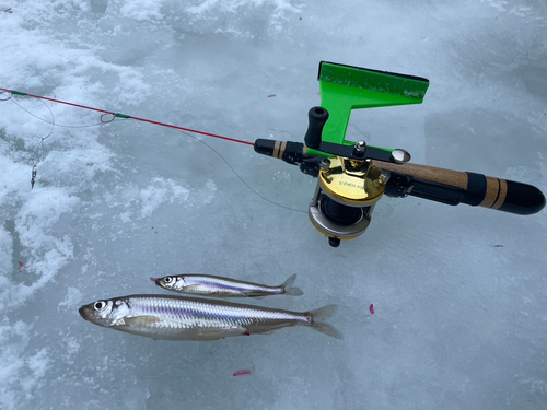 ワカサギの釣果