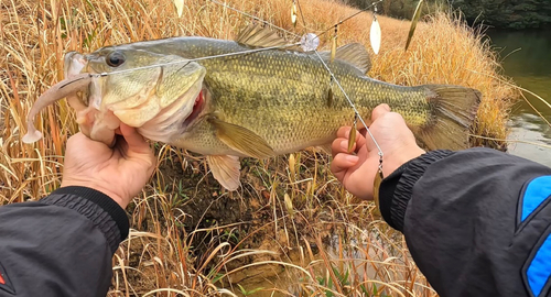 ブラックバスの釣果