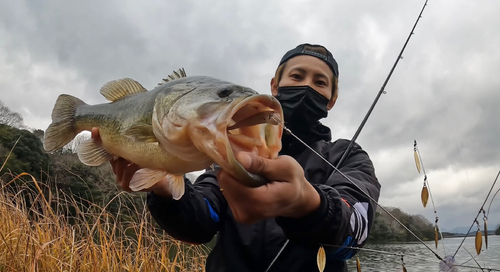 ブラックバスの釣果