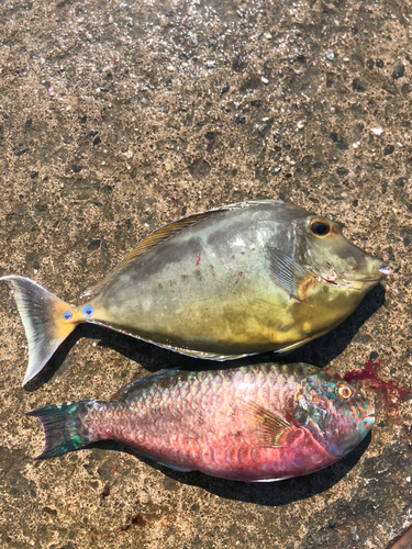 テングハギの釣果