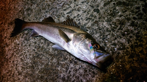 フッコ（マルスズキ）の釣果