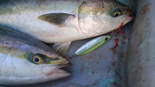 ワラサの釣果