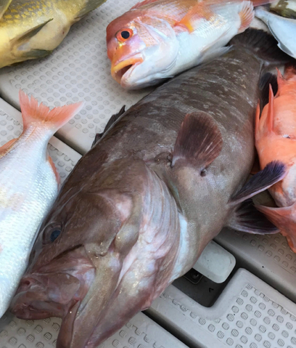 マハタの釣果