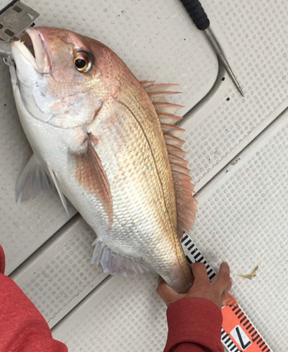 マダイの釣果