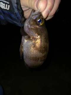 シロメバルの釣果