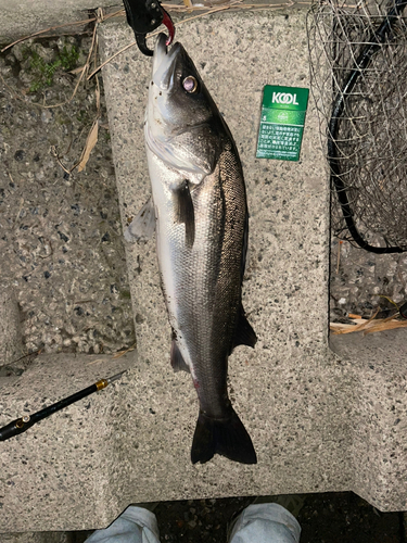 シーバスの釣果