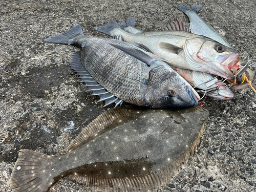 クロダイの釣果