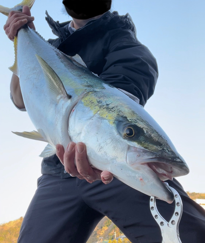 ブリの釣果