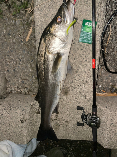 シーバスの釣果