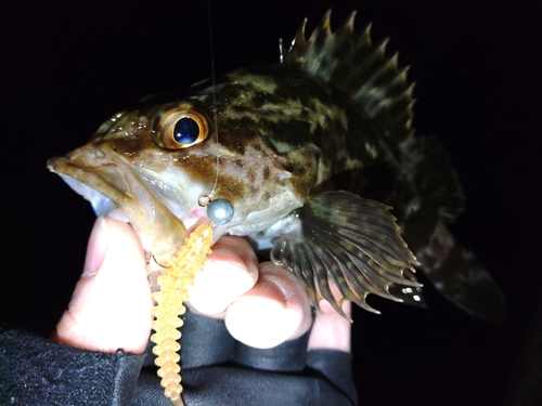 タケノコメバルの釣果