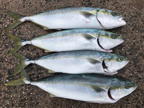 ハマチの釣果