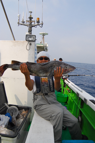 マダラの釣果