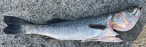 ウミヘビの釣果