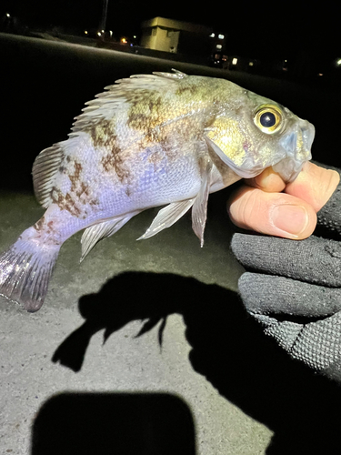 メバルの釣果