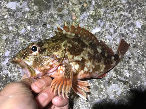 カサゴの釣果