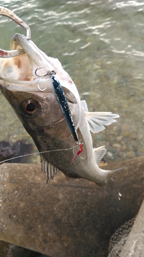 スズキの釣果