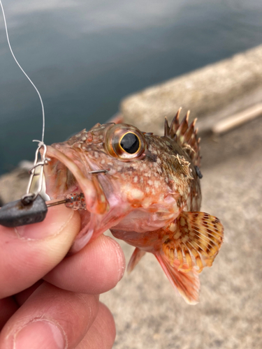 アラカブの釣果