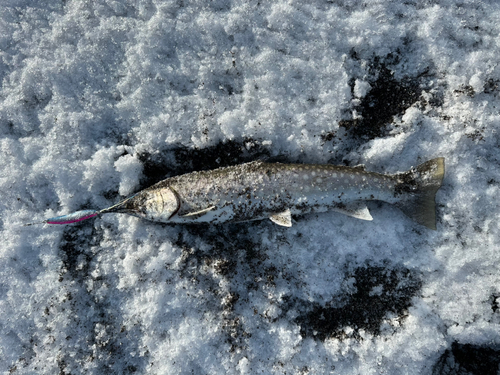 ウミアメの釣果