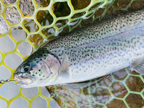 ニジマスの釣果