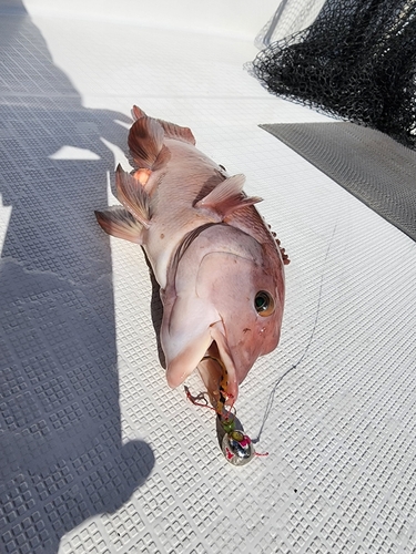 コブダイの釣果