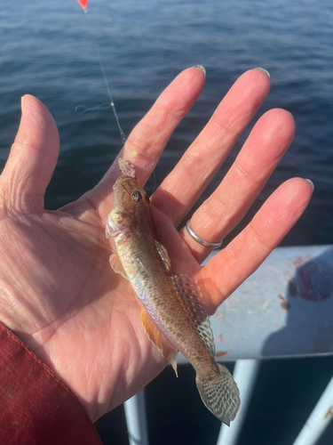 マハゼの釣果