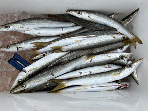 カマスの釣果