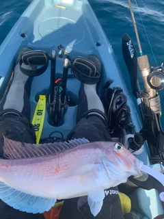 アマダイの釣果