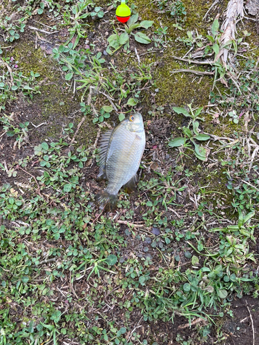 ジルティラピアの釣果