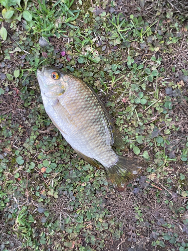 ジルティラピアの釣果