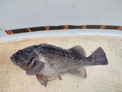 クロソイの釣果