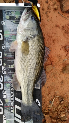 ブラックバスの釣果