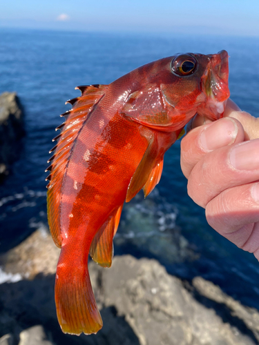 アカハタの釣果